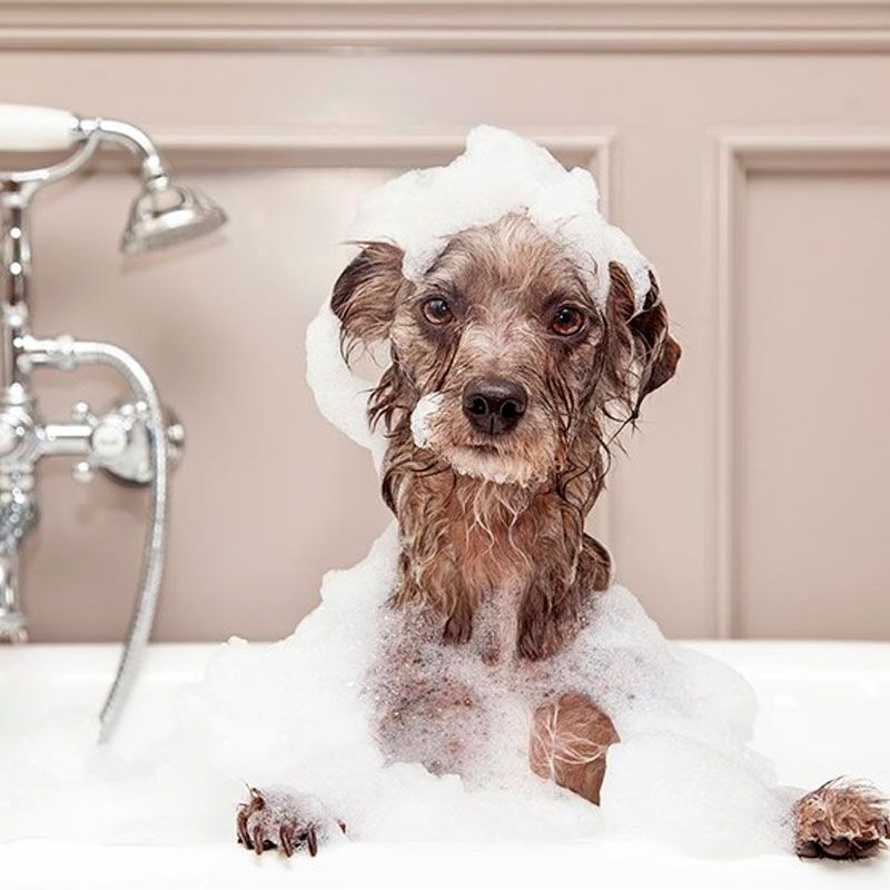 Cómo bañar a tu mascota y dejar el baño como nuevo - Thebath
